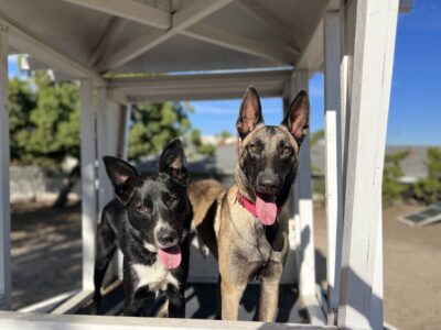 **Rex (black and white) has been adopted!