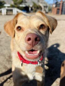 Home Page - Seal Beach Animal Care Center