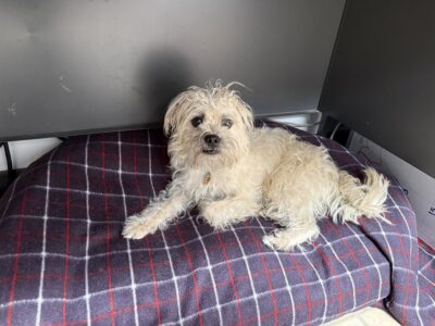 He is a great assistant, who would LOVE to keep you company as you work from home!