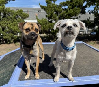 Fry (left) and his roomie Reggie