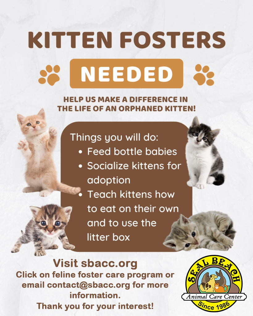 Kitten-Foster-SBACC.webp