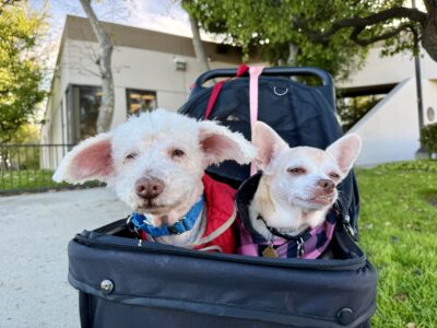 Sharing her carriage with Corky