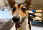 So happy even on intake to the shelter!