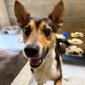 So happy even on intake to the shelter!
