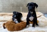 Tonka (right) and his brother, Mack