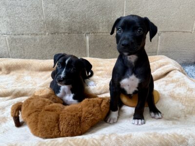 Mack (left) and his brother, Tonka